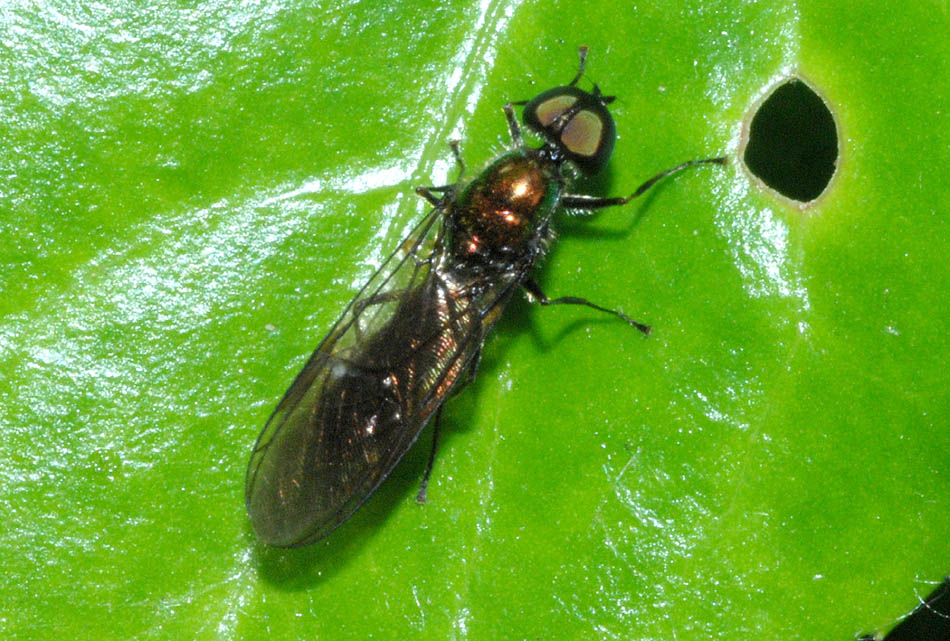 Stratiomyidae: Sargus sp.